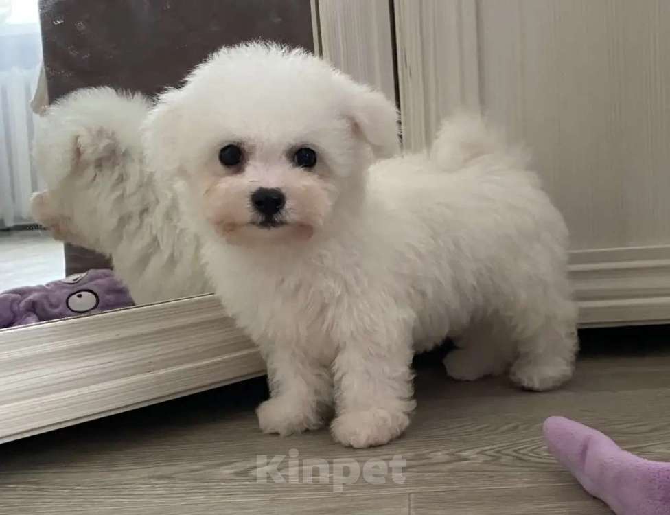 Собаки в Москве: Мальчишка Бишон Мальчик, 40 000 руб. - фото 2