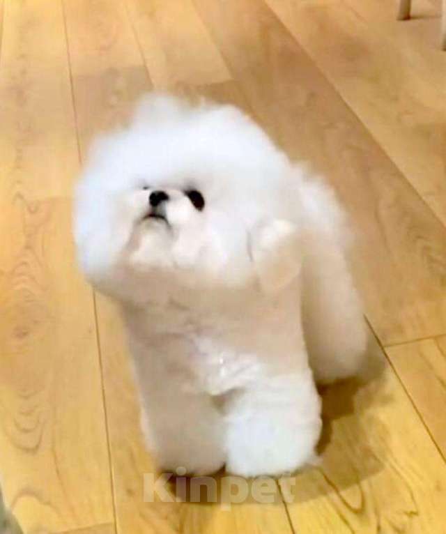 Собаки в Москве: Мини щенок Бишон-фризе Мальчик, 150 000 руб. - фото 8