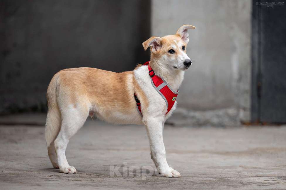 Собаки в Москве: Манго - вкусное имя для сладкого псыночки Мальчик, Бесплатно - фото 5