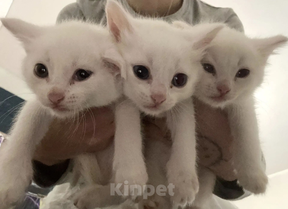Кошки в Ленинске-Кузнецком: Отдам срочно в добрые руки Мальчик, Бесплатно - фото 2