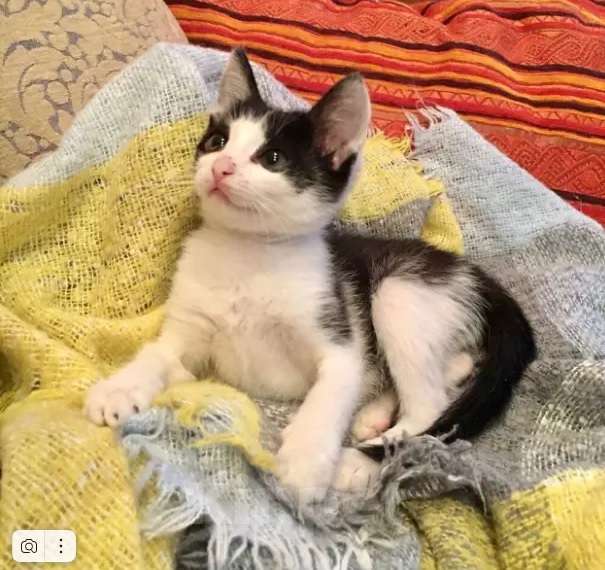 Кошки в Москве: Красивый котенок в дар Мальчик, Бесплатно - фото 3