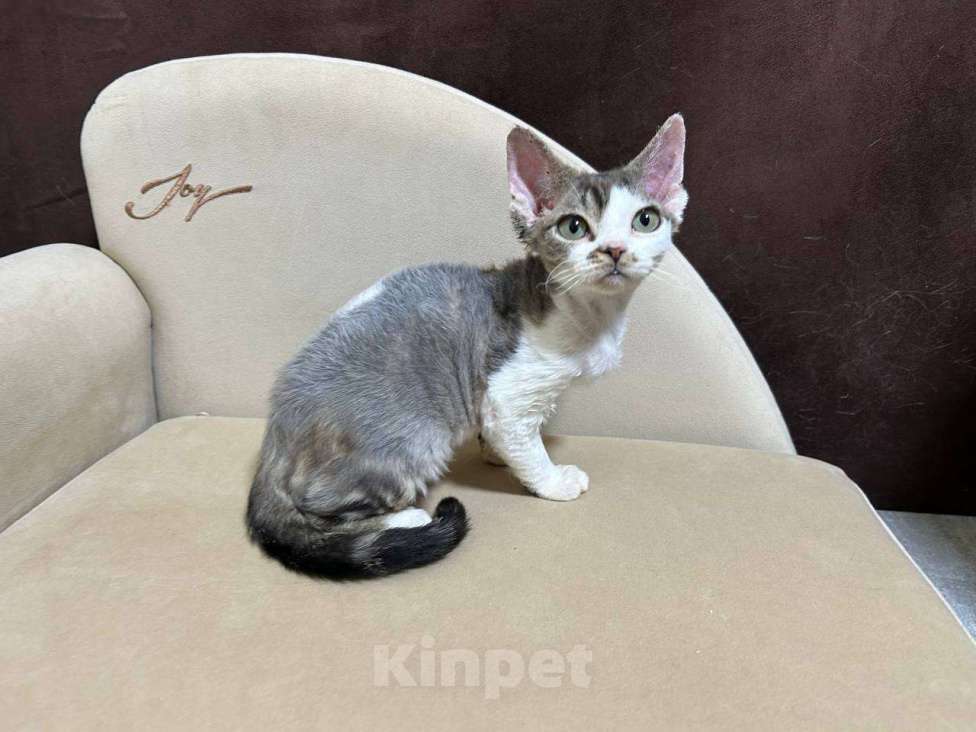 Кошки в Москве: девочка девон рекс биколор с зелеными глазками  Девочка, 85 000 руб. - фото 4