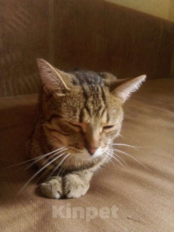 Кошки в Пензе: Отдам бесподобного кота Мальчик, Бесплатно - фото 2