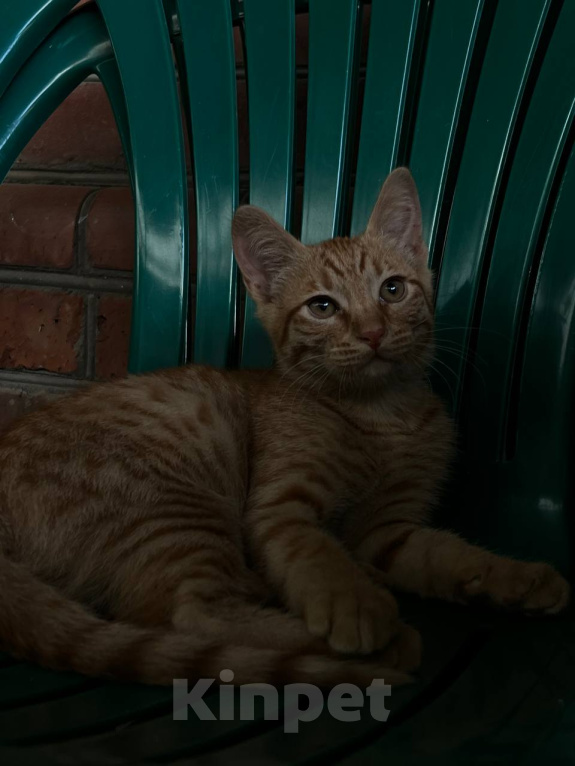 Кошки в Краснодаре: Котята в добрые руки Мальчик, Бесплатно - фото 1