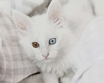 Кошки в Москве: Девочка разноглазая Девочка, 65 000 руб. - фото 1