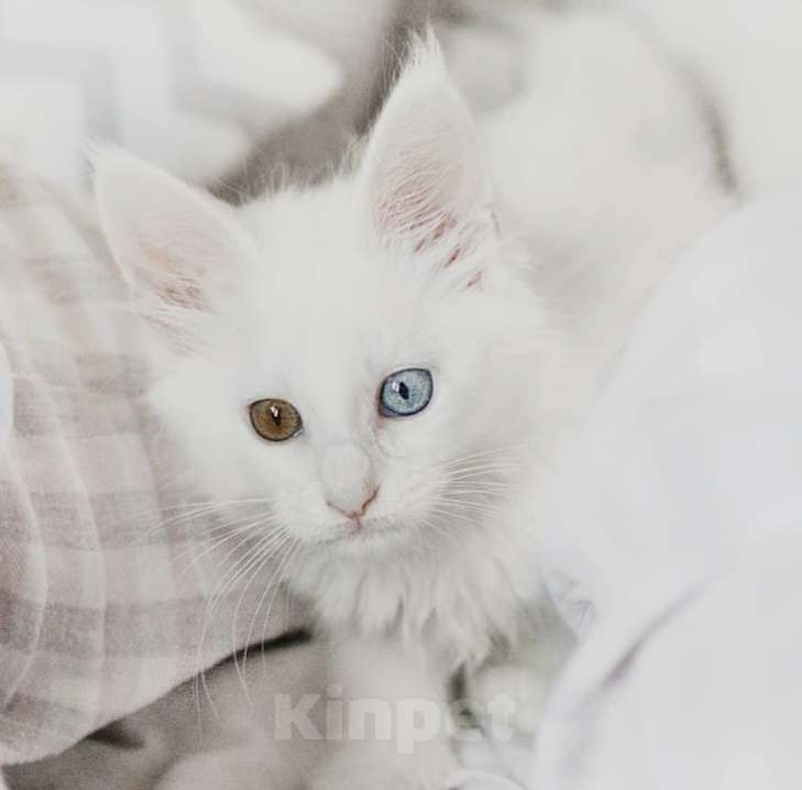 Кошки в Москве: Девочка разноглазая Девочка, 65 000 руб. - фото 1
