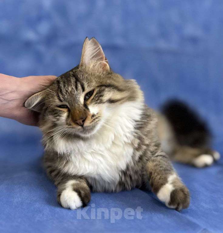 Кошки в Москве: котенок Кемер ищет дом Мальчик, Бесплатно - фото 3