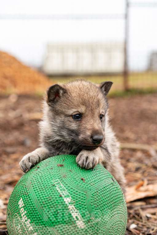 Собаки в Рязани: Девочка чехословацкого влчака Мальчик, 100 000 руб. - фото 5