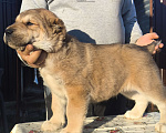Собаки в Ногинске: Предлагаются к продаже щенки среднеазиатсой овчаркаи (алабай)я Разнополые, 50 000 руб. - фото 3