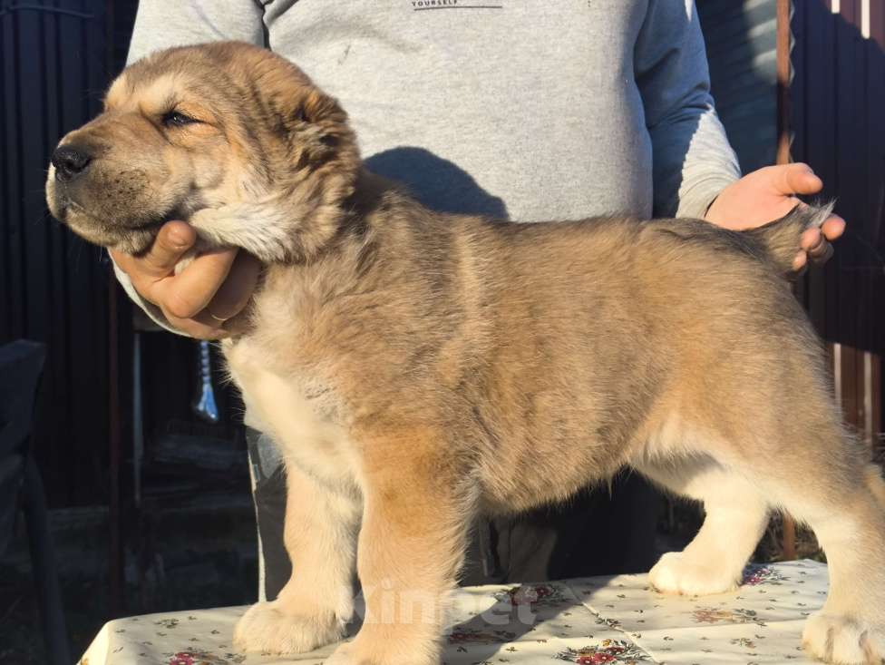 Собаки в Ногинске: Предлагаются к продаже щенки среднеазиатсой овчаркаи (алабай)я Разнополые, 50 000 руб. - фото 3