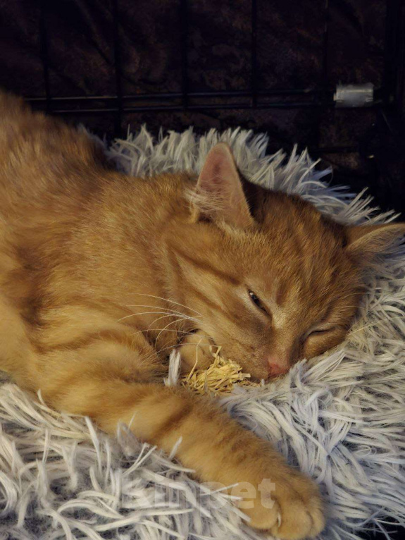 Кошки в Москве: Рыжая малышка Азара ищет дом Девочка, Бесплатно - фото 3