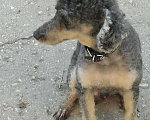 Собаки в Самаре: Пудель ,приглашает на вязку, 3 000 руб. - фото 7