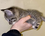 Кошки в Санкт-Петербурге: Маленький котёнок девочка  Девочка, Бесплатно - фото 4