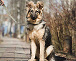 Собаки в Лобне: Метис в добрые руки Мальчик, Бесплатно - фото 2