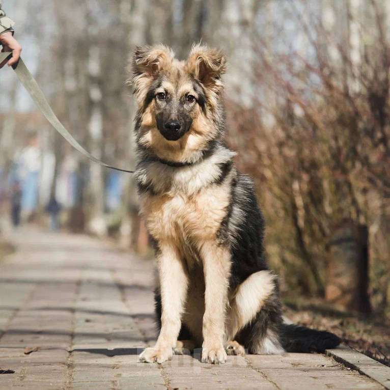 Собаки в Лобне: Метис в добрые руки Мальчик, Бесплатно - фото 2