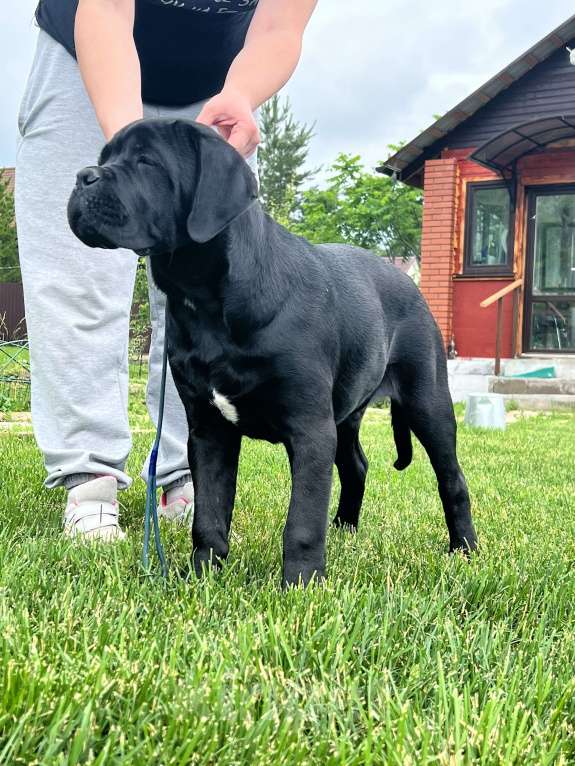 Собаки в Дмитрове: Щенок Кане Корсо Мальчик, 50 000 руб. - фото 2