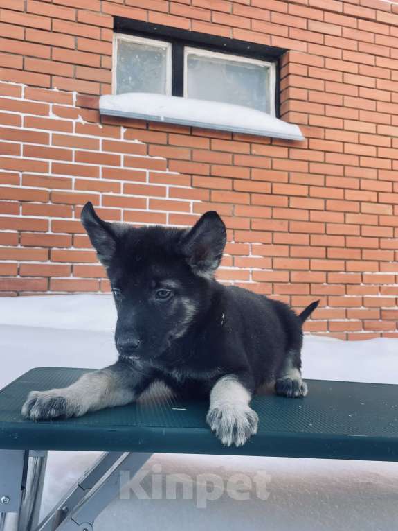 Собаки в Туле: Кобель ВЕО Мальчик, 60 000 руб. - фото 1