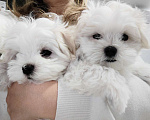 Собаки в Краснодаре: Мальтийская балонка мальчик Мальчик, 45 000 руб. - фото 1