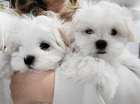 Мальтийская балонка мальчик