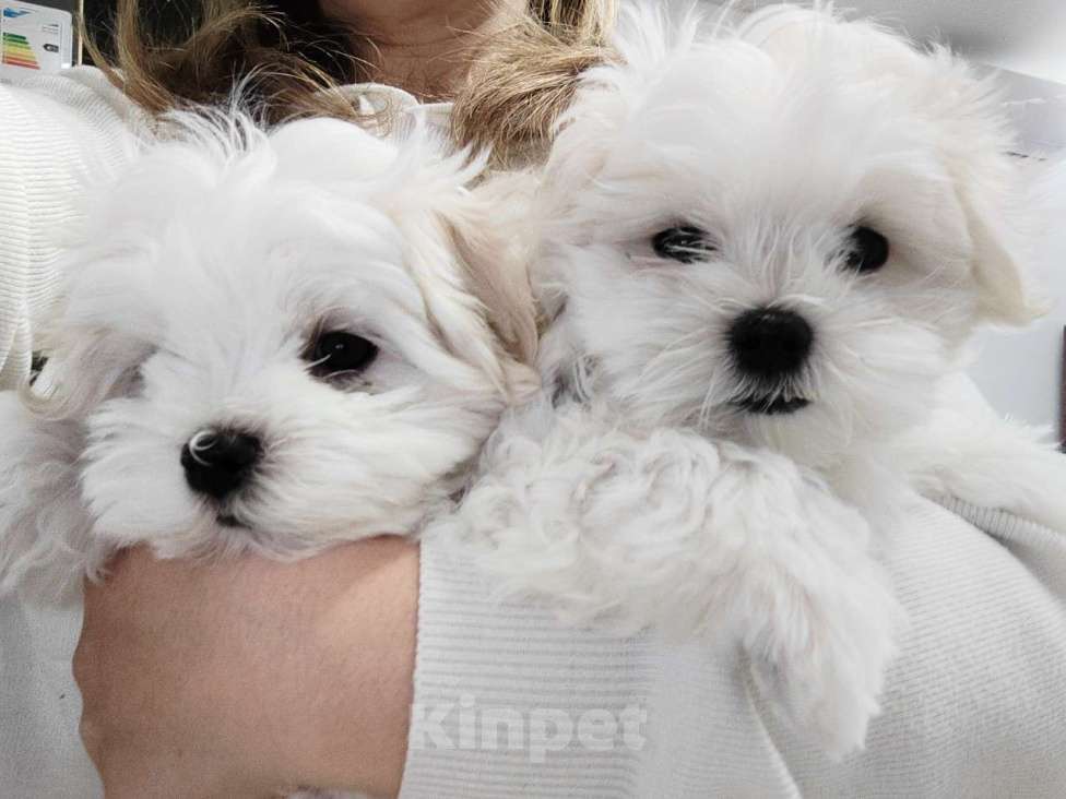 Собаки в Краснодаре: Мальтийская балонка мальчик Мальчик, 45 000 руб. - фото 1