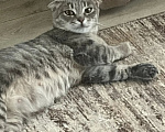 Кошки в Самаре: Кошка - подросток Девочка, Бесплатно - фото 2