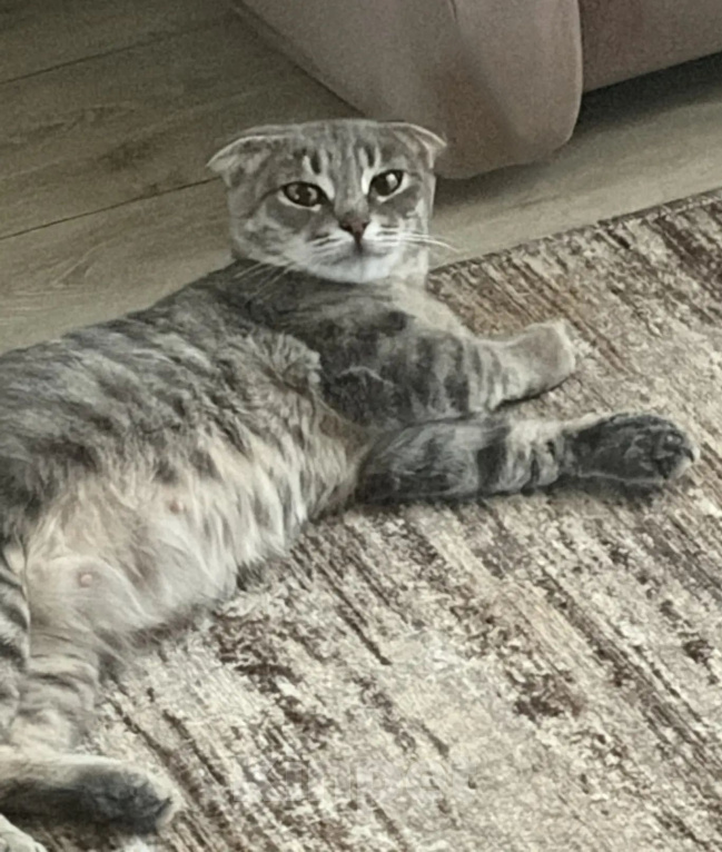 Кошки в Самаре: Кошка - подросток Девочка, Бесплатно - фото 2