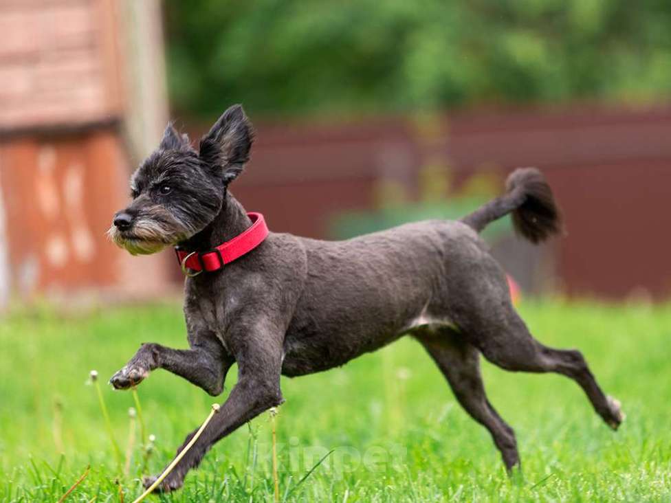 Собаки в Раменском: Ищет дом трепетная Одри! Девочка, Бесплатно - фото 5