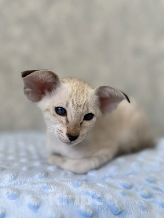 Кошки в Рязани: Ориентальные котята Девочка, 90 000 руб. - фото 2