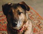 Собаки в Москве: Супер Бро ищет дом Мальчик, Бесплатно - фото 1