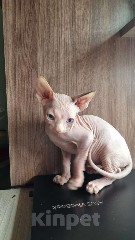 Кошки в Ростове-на-Дону: Канадский сфинкс котенок  Девочка, 30 000 руб. - фото 3