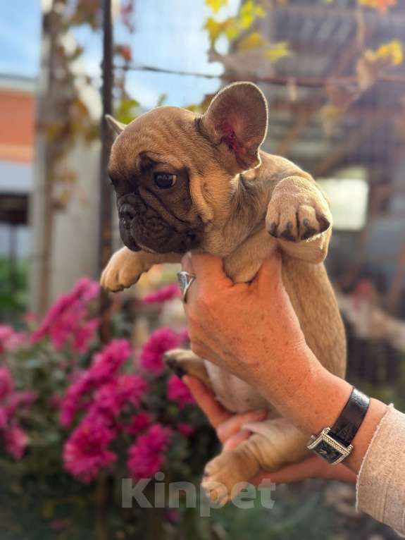 Собаки в Тимашевске: Щенок французского бульдога Девочка, 25 000 руб. - фото 1