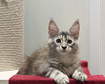 Кошки в Чайковском: Мейн Кун котенок Девочка, Бесплатно - фото 5