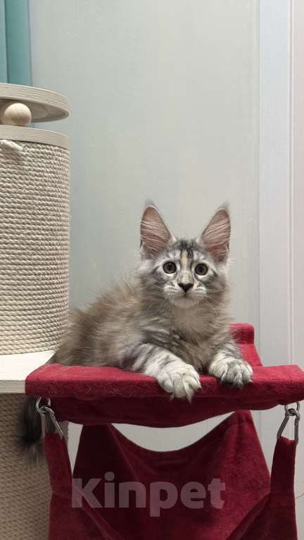 Кошки в Чайковском: Мейн Кун котенок Девочка, Бесплатно - фото 5