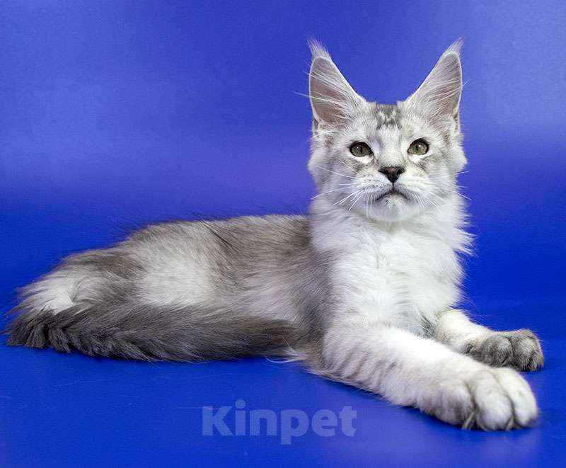 Кошки в Москве: Мейн кун котенок Мальчик, Бесплатно - фото 5