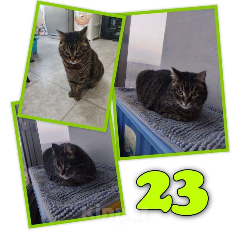 Кошки в Москве: Кошка Сахарок ищет дом  Девочка, Бесплатно - фото 3