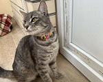 Кошки в Люберцах: Потерялась кошка, возможно была домашней, хозяин не нашелся, возможно выкинули, кошечке нужен дом  Девочка, Бесплатно - фото 4