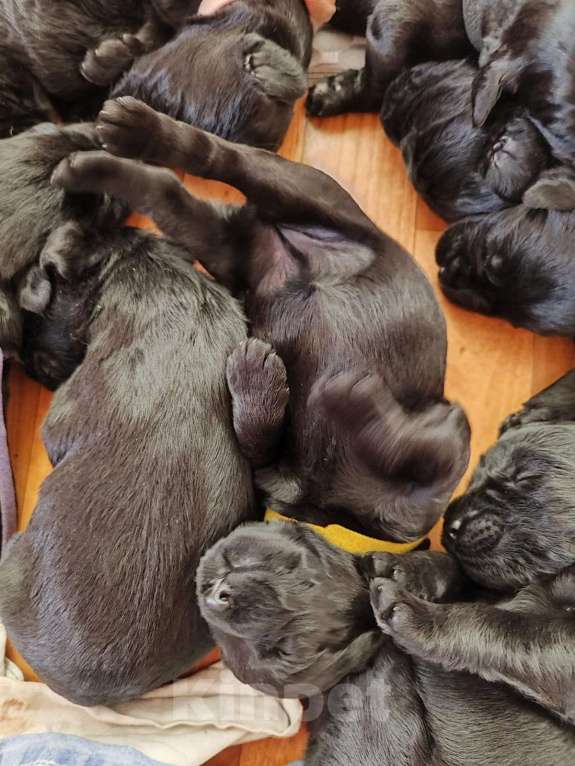 Собаки в других городах Башкортостана: Щенки ризеншнауцера Мальчик, 70 000 руб. - фото 3