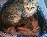 Кошки в Калуге: Котёнок в добрые руки Девочка, Бесплатно - фото 3