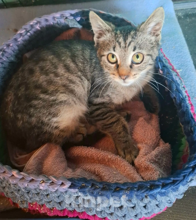 Кошки в Калуге: Котёнок в добрые руки Девочка, Бесплатно - фото 3