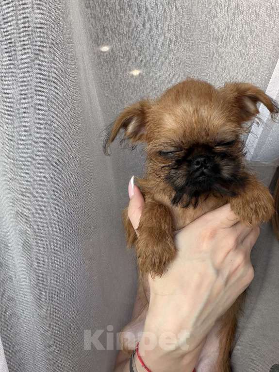 Собаки в Биробиджане: Брюсельский гриффон Девочка, 40 000 руб. - фото 2
