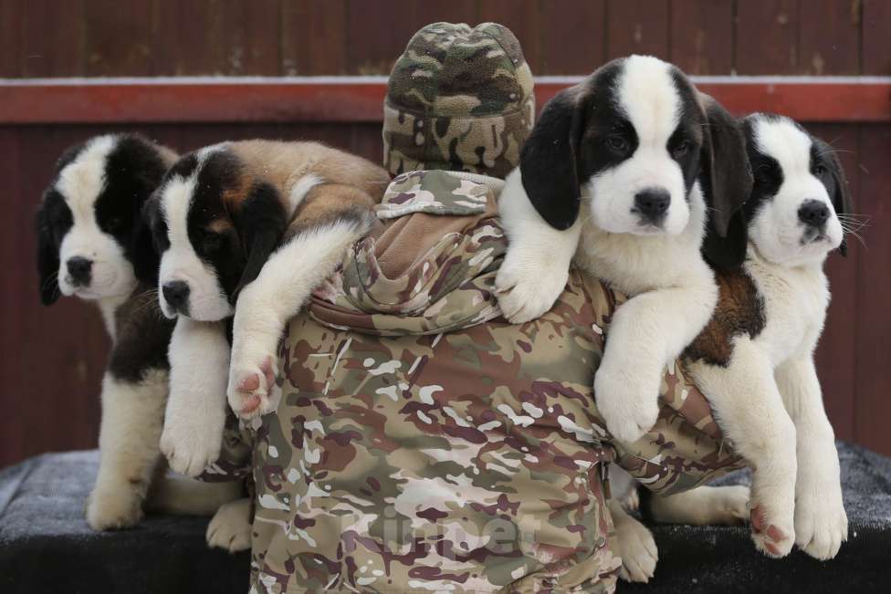 Собаки в Костроме: Щенки сенбернара, великан, друг, силач, сторож Разнополые, Бесплатно - фото 7