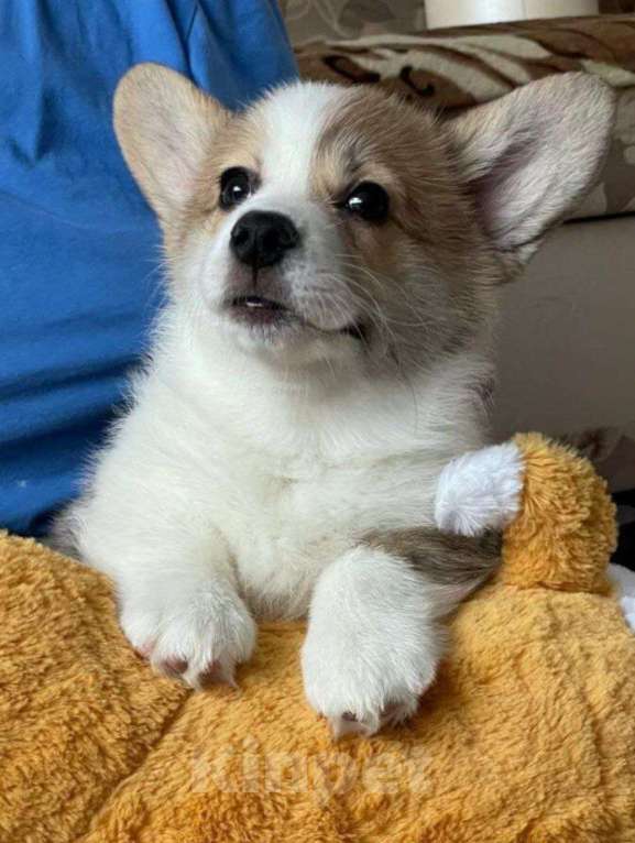 Собаки в Воронеже: Щенки вельш-корги пемброк Мальчик, 22 000 руб. - фото 3