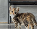 Кошки в Калининграде: Невероятно умная девочка, 2.5 мес в добрые руки! Девочка, Бесплатно - фото 6