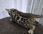 Кошки в Краснодаре: Элитные бенгальские котята Мальчик, 50 000 руб. - фото 1