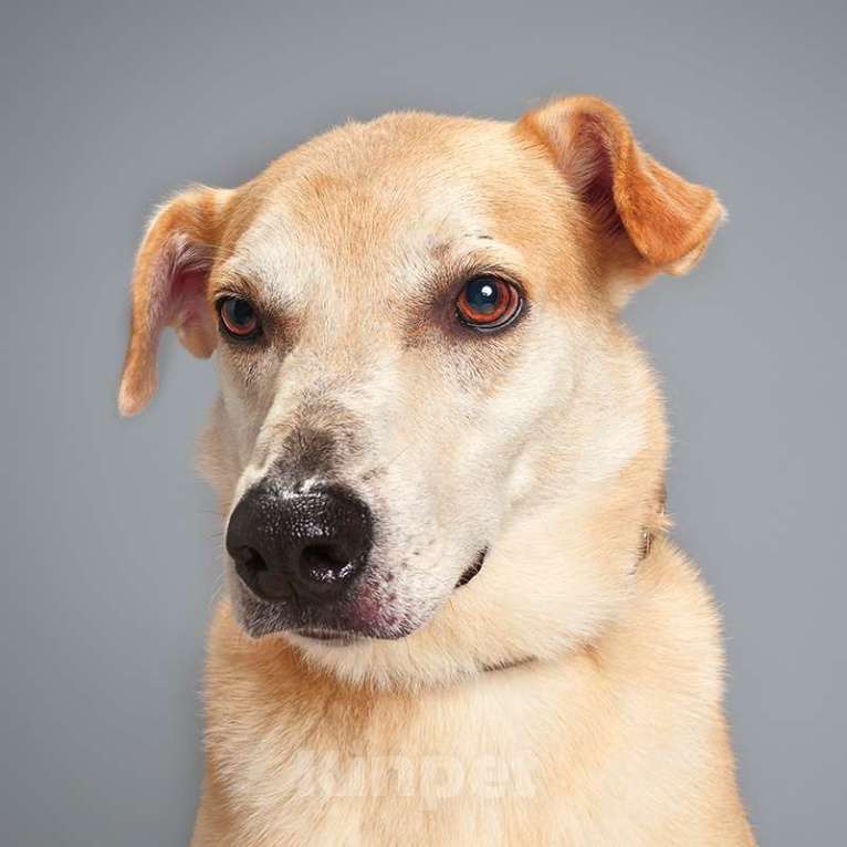 Собаки в Москве: Каспер Мальчик, Бесплатно - фото 4