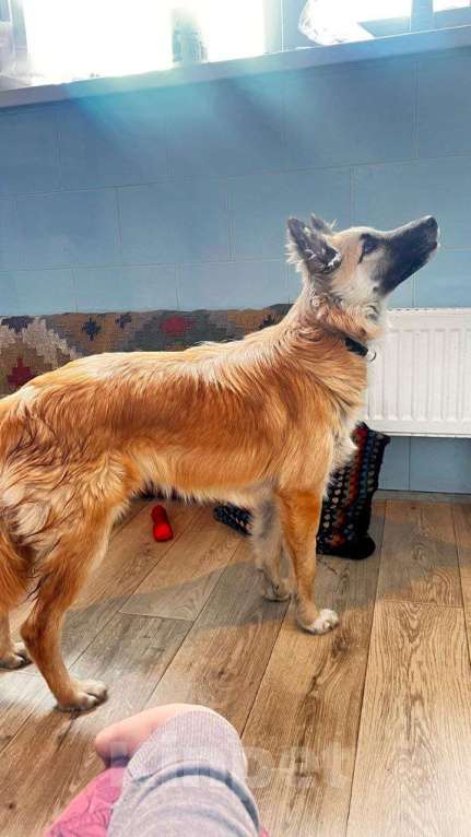 Собаки в Москве: Щенок Микки Мальчик, Бесплатно - фото 7