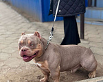 Собаки в Николаевске: Вязка. Американский булли, покет Мальчик, Бесплатно - фото 2