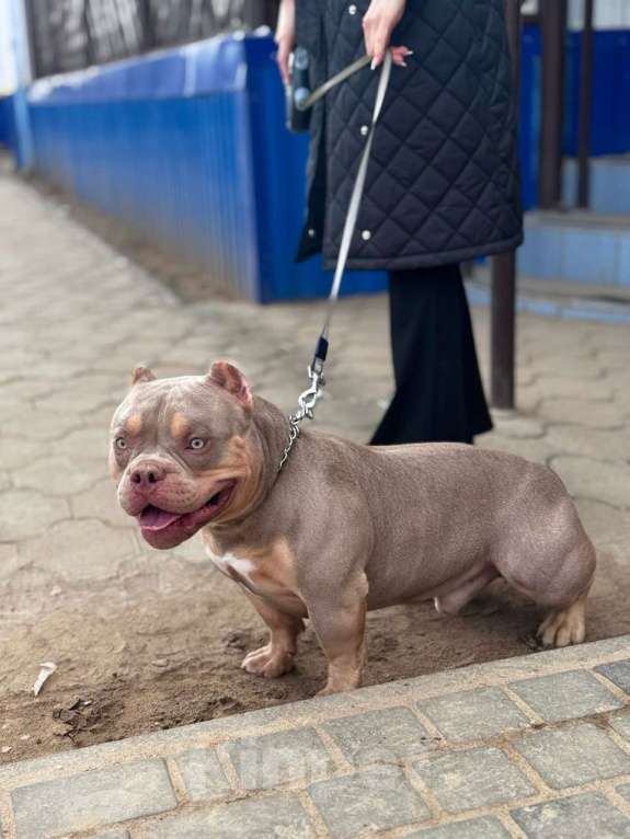 Собаки в Николаевске: Вязка. Американский булли, покет Мальчик, Бесплатно - фото 2