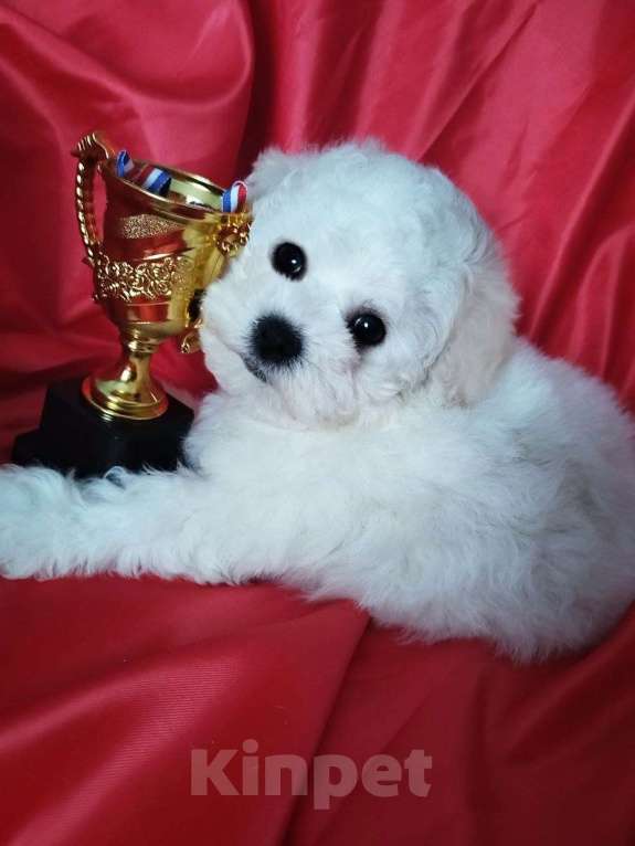 Собаки в Нижнем Новгороде: Девочка Бишон-фризе с документами. Девочка, 80 000 руб. - фото 1