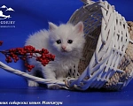 Кошки в Воронеже: Егоза Манчжури Девочка, 55 000 руб. - фото 1